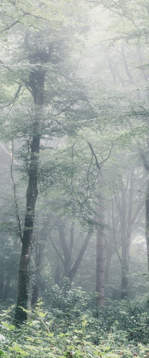 Misty Beech Trees by Paul Nash