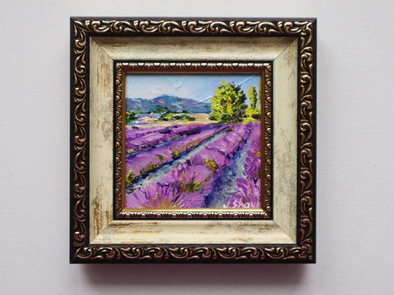 Lavender Fields