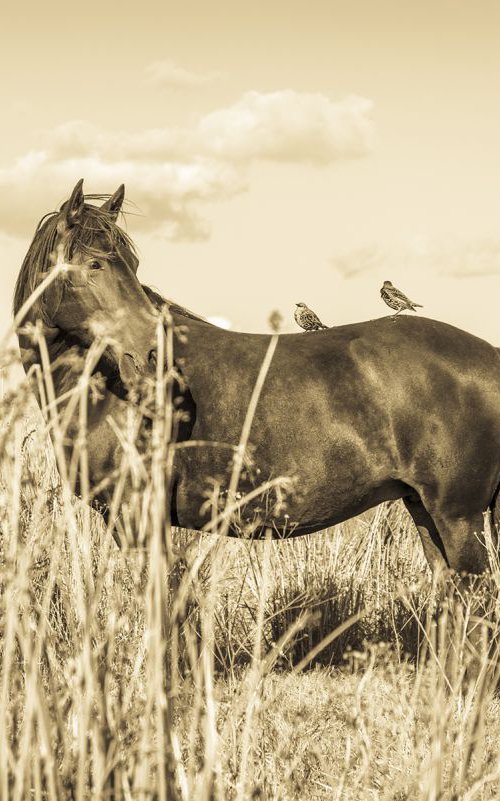 HORSE AND BIRDS by Andrew Lever
