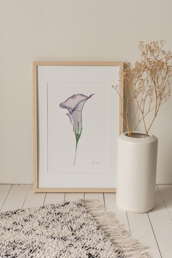 Transparent Calla Lily