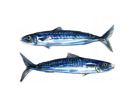 A pair of mackerel fish