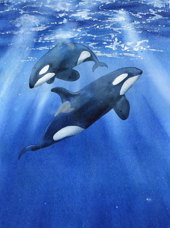 Set of two paintings. Killer whales underwater. Original watercolor artworks.