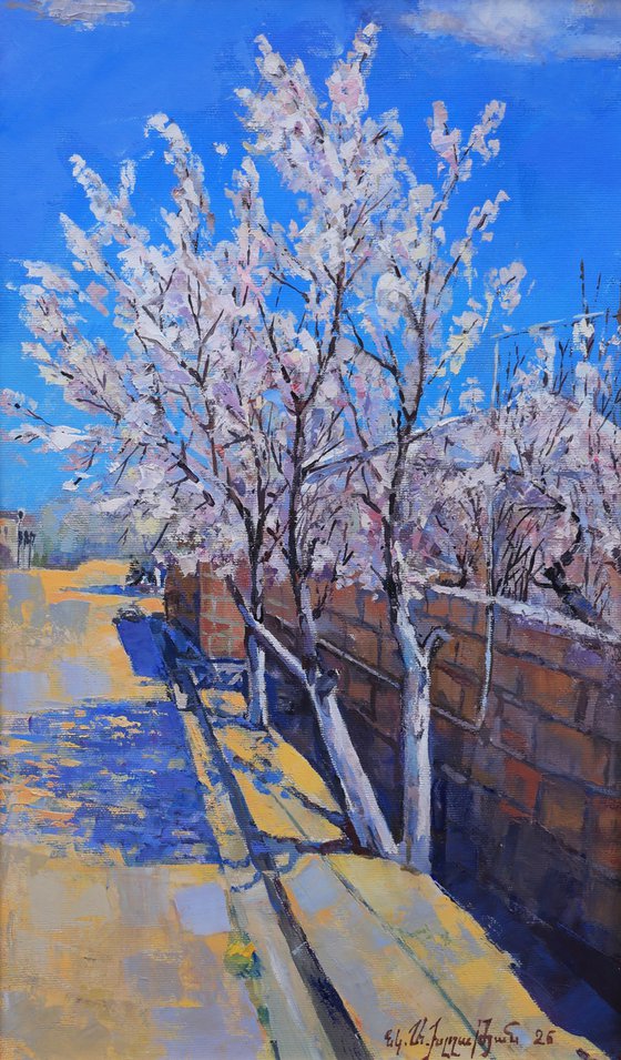 Blue Sky, White Almond Trees