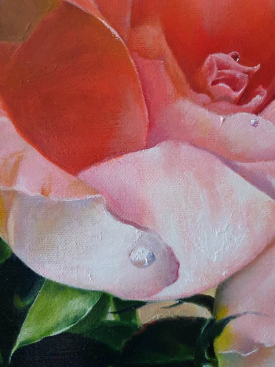 "Dew on the petals." rose painting 2021