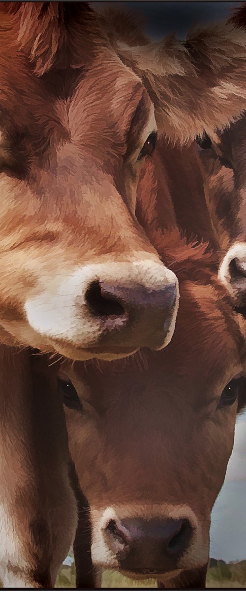 Nosy Heifers by Martin  Fry