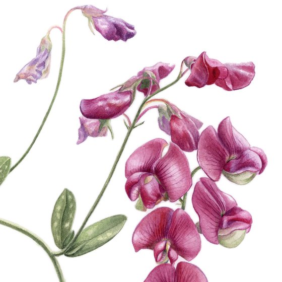 Pink Sweet Pea