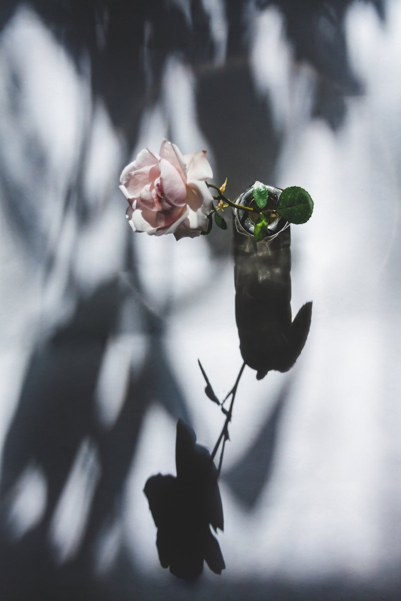 still life with shadows and a rose I by Yuliya Ivanova