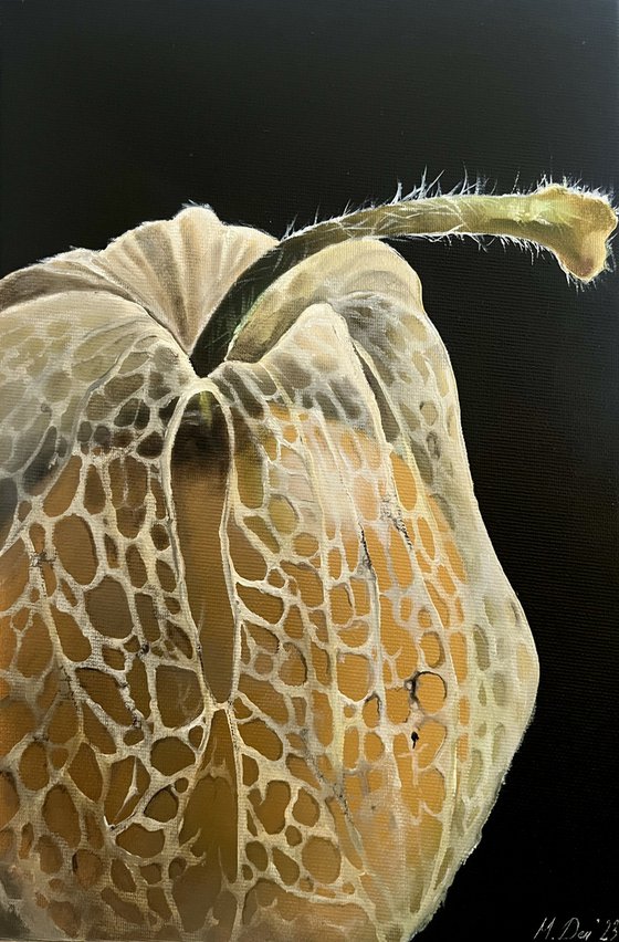 Physalis baby 30x20 cm