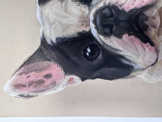 Black and white funny french bulldog