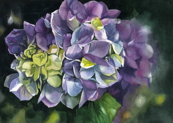 spring hydrangea