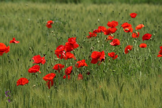 Poppies in rye