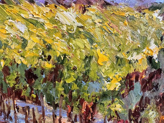 Vignes sous le soleil