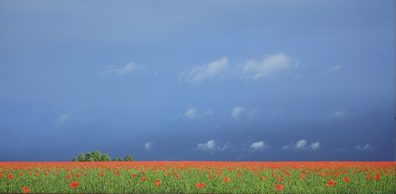 Poppy Meadow