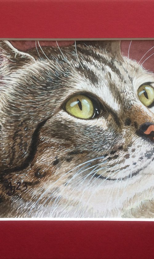 Sweet cat by Jolanta Czarnecka
