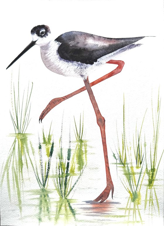 A pair of Black-necked stilt