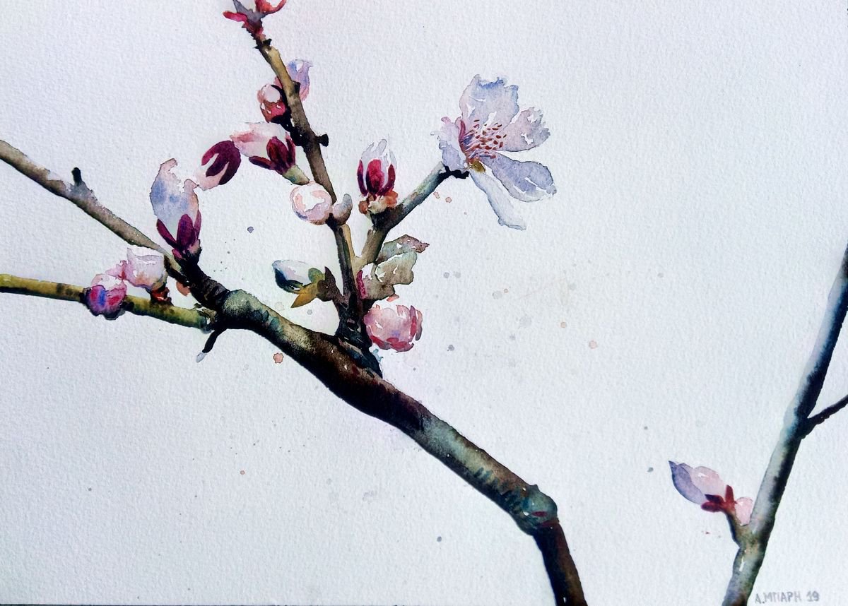 Almond blossoms by Alexandra Bari