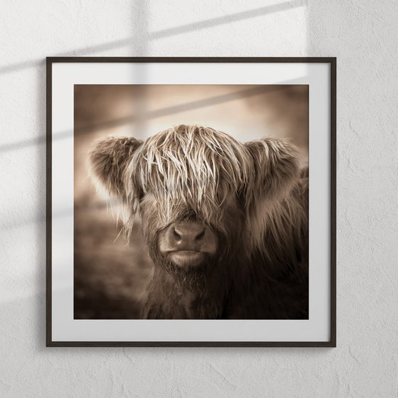 Scottish Highland Cow