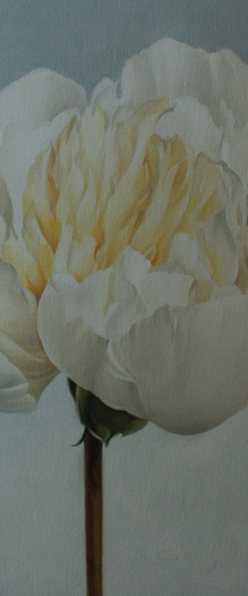 Small white peony by Julia Diven