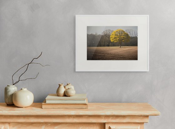 Golden Oak