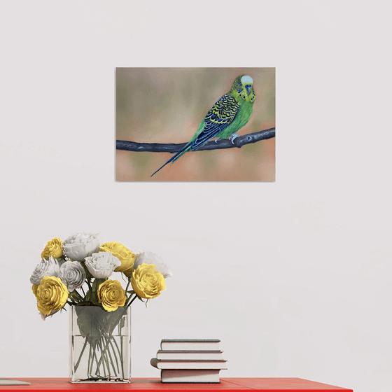 Budgie