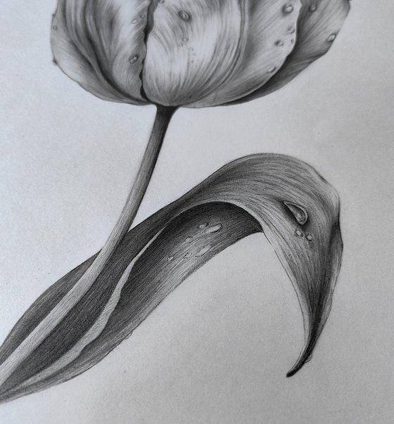 Tulip