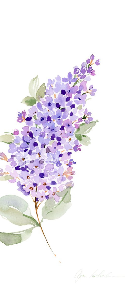 Tender Lilac watercolor by Olga Koelsch