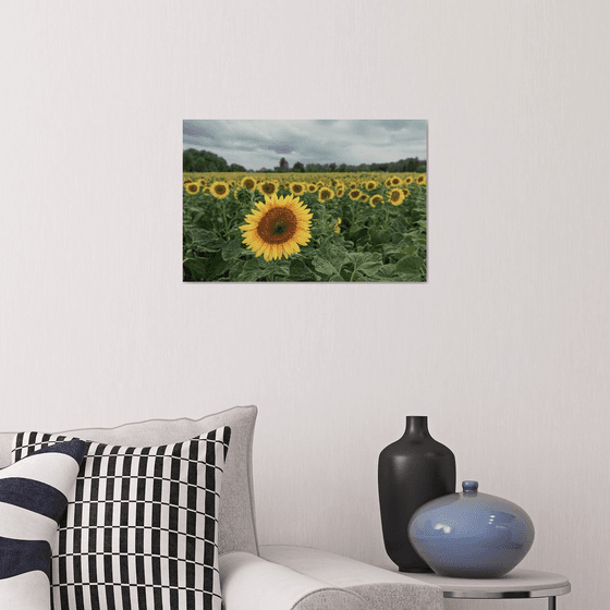 Sunflowers are blooming again