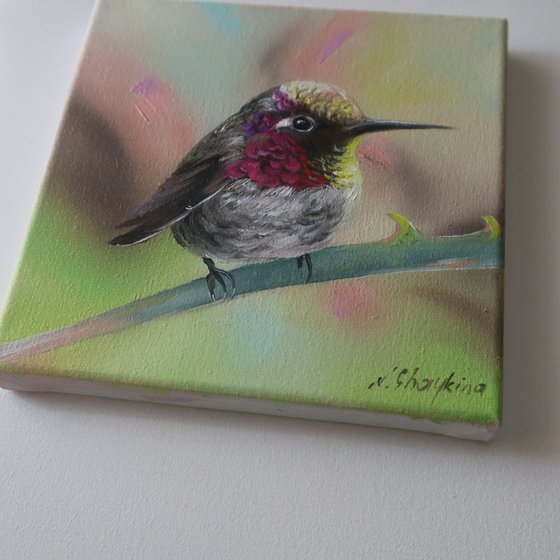 Violet Hummingbird