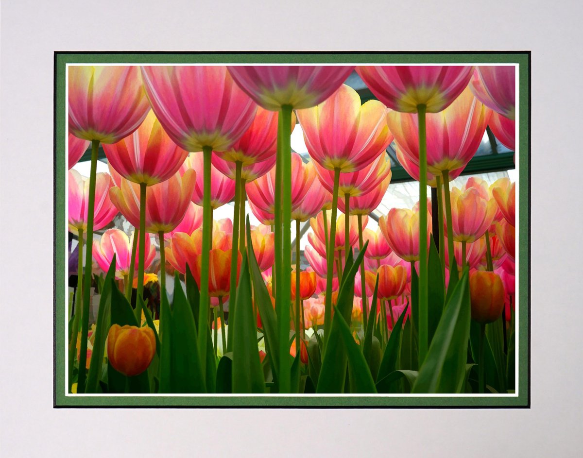 Photorealistic Botanical Photograph By Robin Clarke, 14 X 11", Under The Tulips, Original Artwork