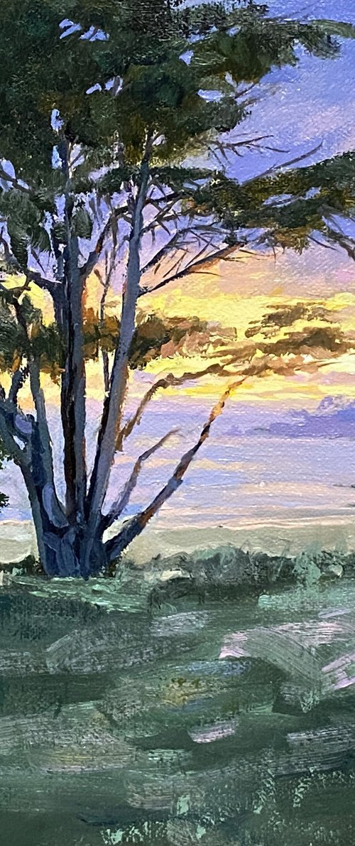 Carmel Beach Cypress At Sunset by Tatyana Fogarty