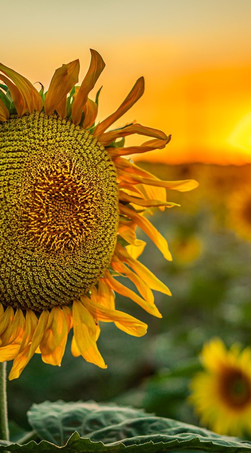 Golden Silence III – Last Light by Vlad Durniev