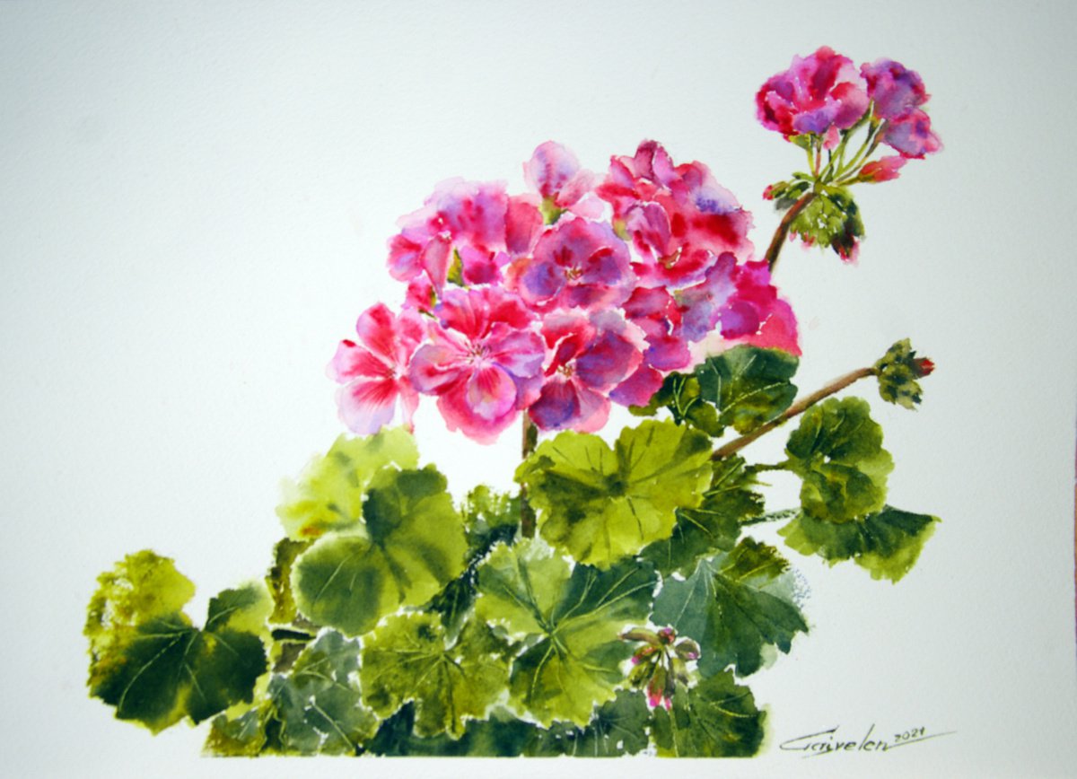 Blooming pelargonium by Elena Gaivoronskaia