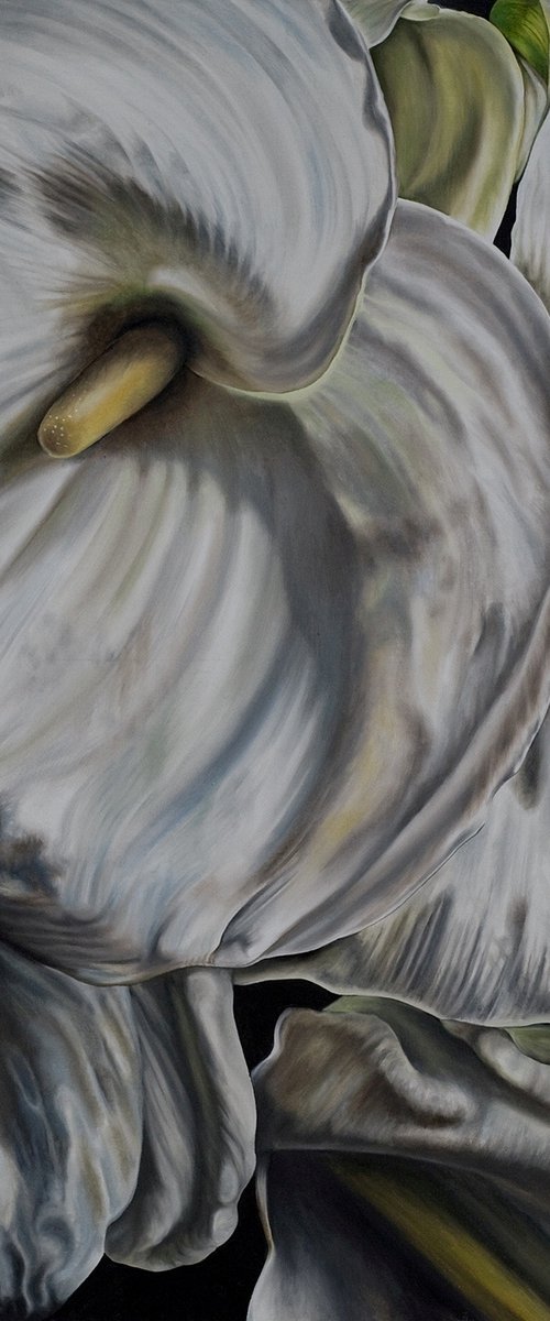 Calla Lily by Natalie Toplass
