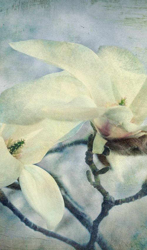 Blooming magnolia. by Valerix