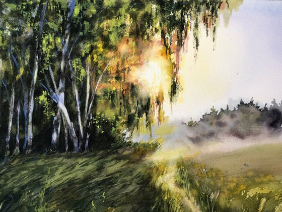 Sunlight through the birch trees