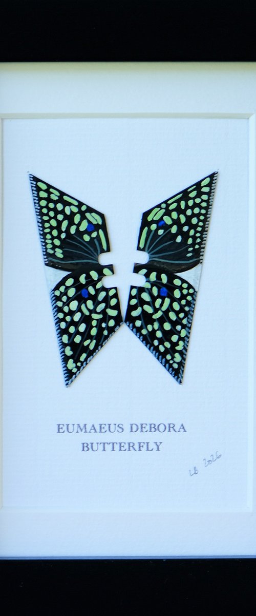 Eumaeus Debora by Lene Bladbjerg