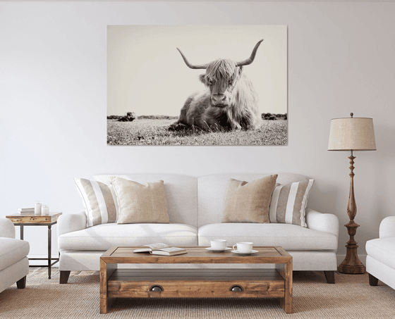 Long Horned Highland Cow