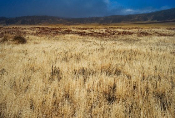 Grass Storm