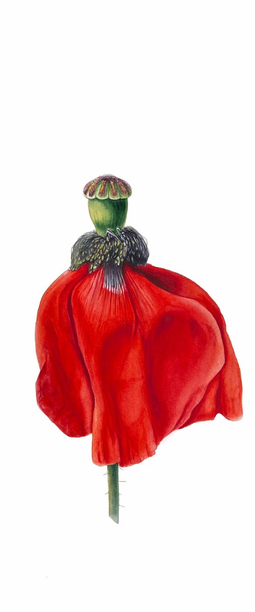 Dancing red poppy. Original watercolour artwork. by Nataliia Kupchyk