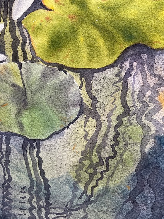 White water lilies \ Reflections