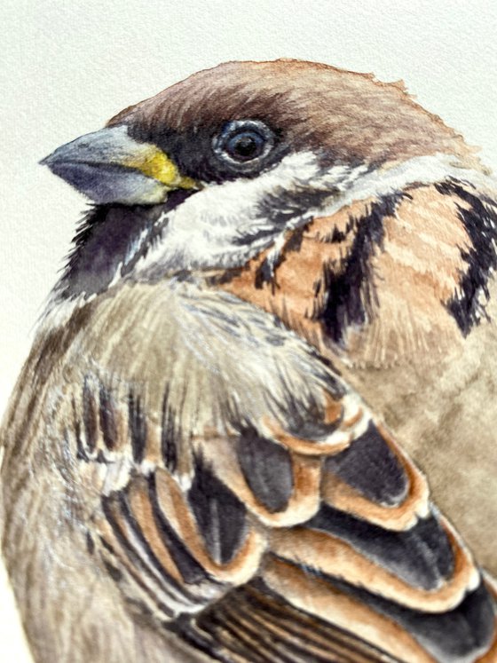 Nuthatch & sparrow chick (Set of 2)