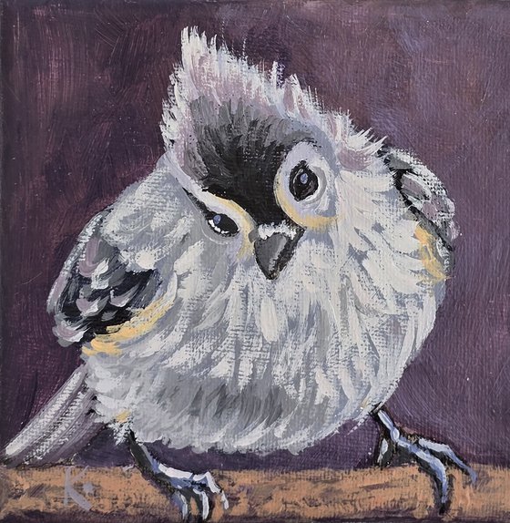 "Tufted Titmouse"