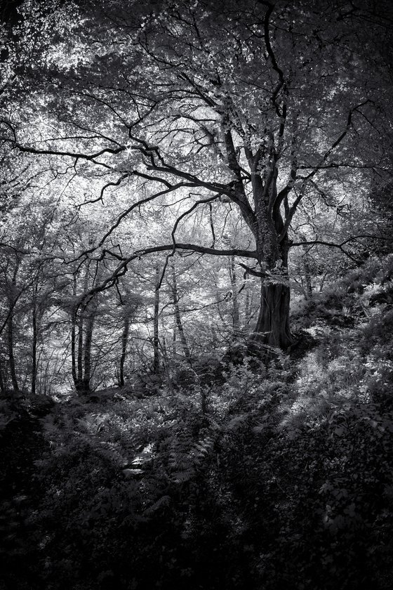 Old man of the forest