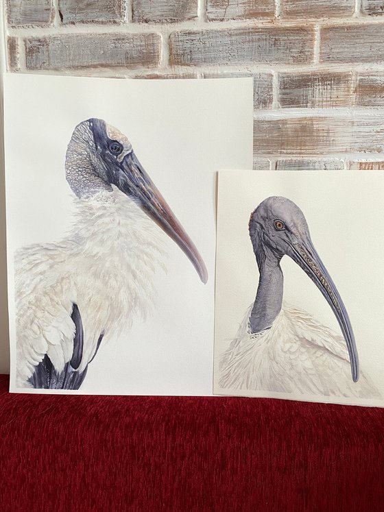 Wood Stork Watercolor Portrait