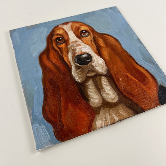 Basset Hound