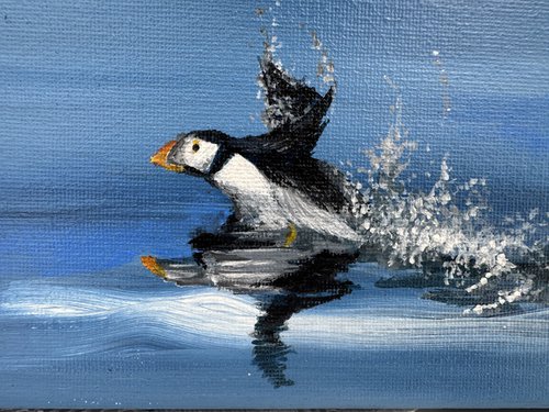Puffin on water by Maxine Taylor