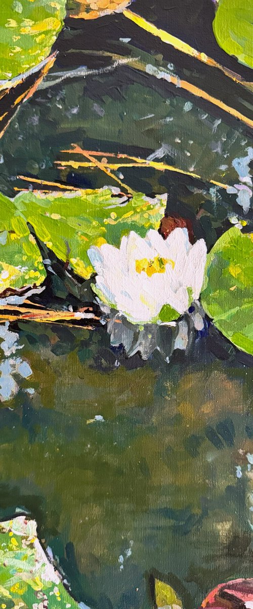 Waterlilies by Marco Ortolan
