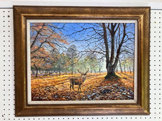 Red Stag in Winter Light