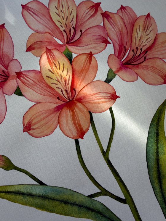Alstroemeria. Peruvian Lily