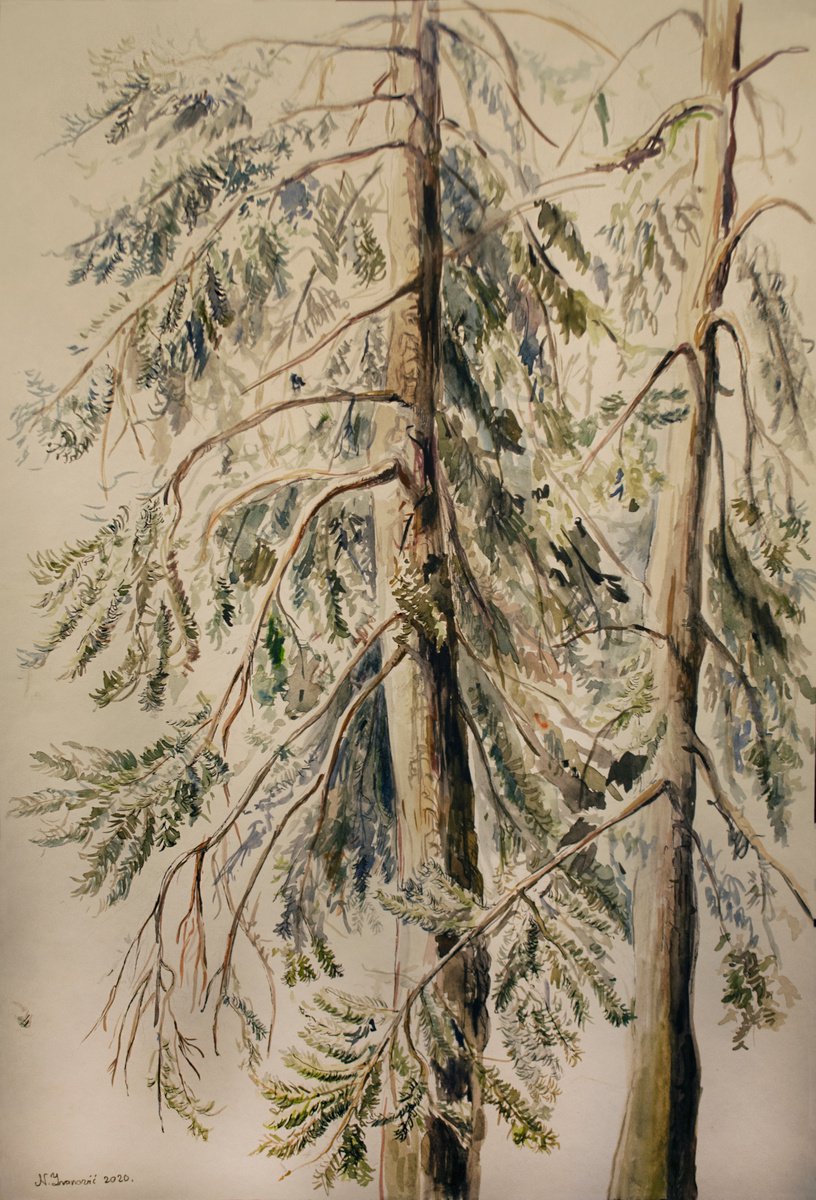 Illustrative Drawing , Pines By Nikola Ivanovic, 12 X 18, Artwork For Sale On Artfinder